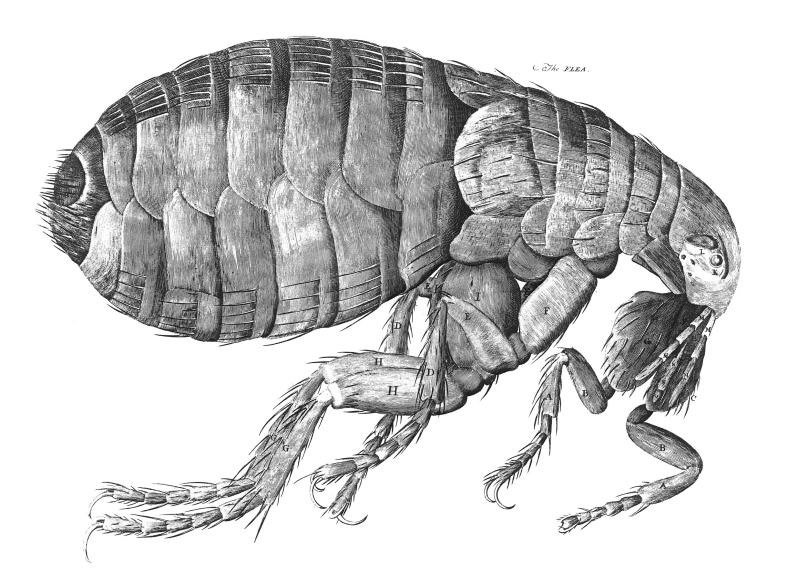 Shrimp